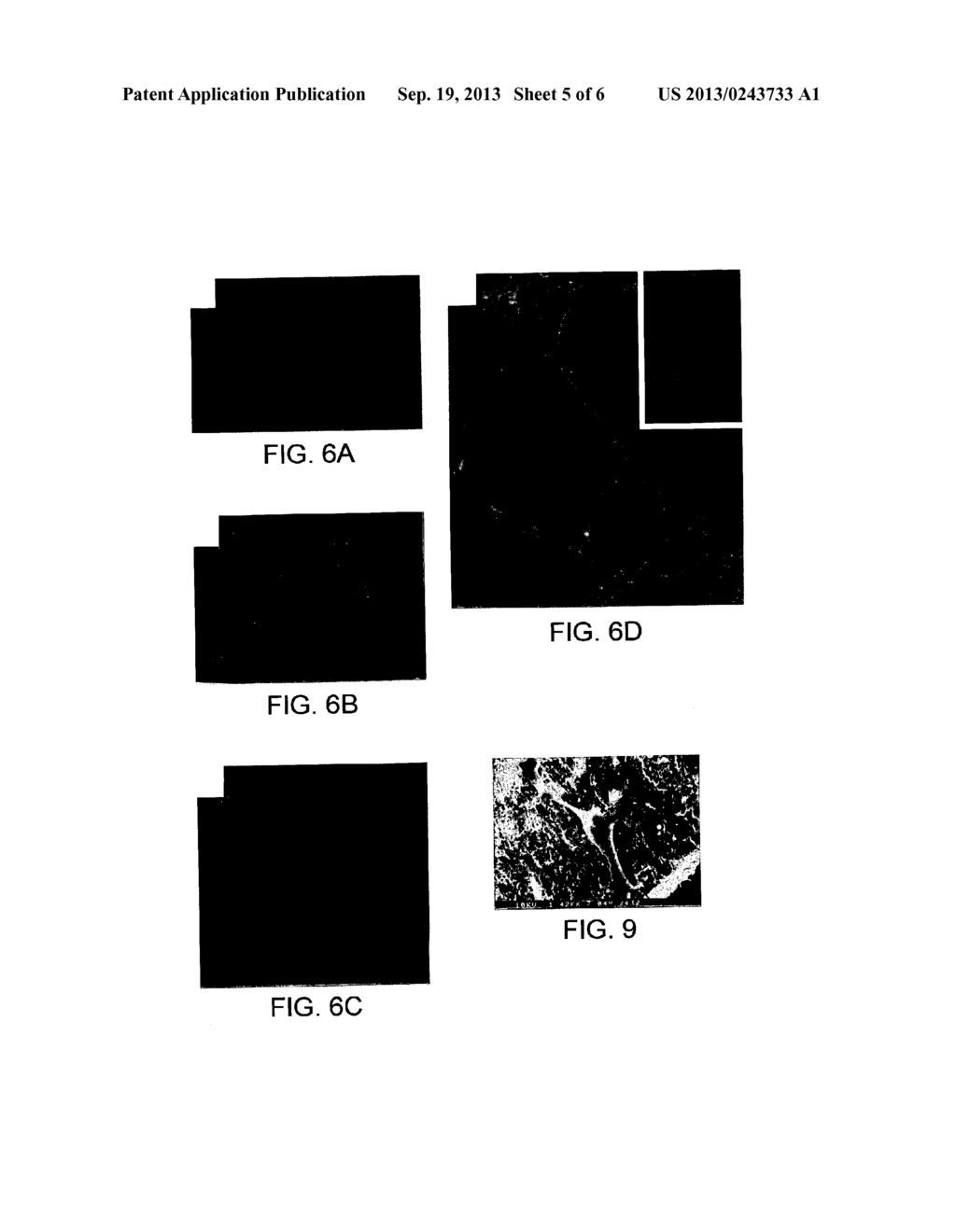 COMPOSITIONS AND METHODS FOR REGULATING ANGIOGENESIS - diagram, schematic, and image 06