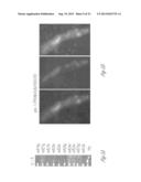 PRODUCTION OF INSULIN PRODUCING CELLS diagram and image