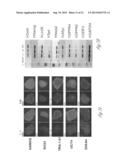 PRODUCTION OF INSULIN PRODUCING CELLS diagram and image