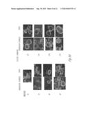 PRODUCTION OF INSULIN PRODUCING CELLS diagram and image