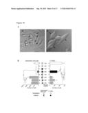 REPLACEMENT OF BONE MARROW NICHE CELLS FOR TREATMENT OF VARIOUS DISEASES diagram and image