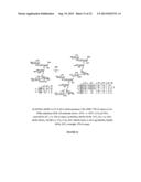 GLYCOCONJUGATES AND THEIR USE AS POTENTIAL VACCINES AGAINST INFECTION BY     SHIGELLA FLEXNERI diagram and image