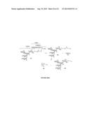 GLYCOCONJUGATES AND THEIR USE AS POTENTIAL VACCINES AGAINST INFECTION BY     SHIGELLA FLEXNERI diagram and image