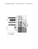 GLYCOCONJUGATES AND THEIR USE AS POTENTIAL VACCINES AGAINST INFECTION BY     SHIGELLA FLEXNERI diagram and image