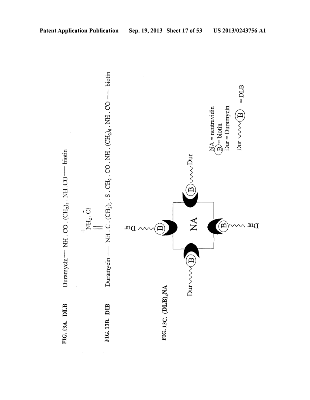 Methods for Treating Diseases and HSV Using Antibodies to     Aminophospholipids - diagram, schematic, and image 18