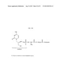 Methods for Treating Diseases and HSV Using Antibodies to     Aminophospholipids diagram and image