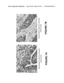 MONOCLONAL ANTIBODIES AGAINST HER2 ANTIGENS, AND USES THEREFOR diagram and image