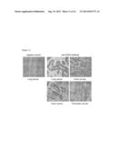 HIGHLY EFFECTIVE ANTI-CADHERIN ANTIBODY FOR INDUCTION OF     ANTIBODY-DEPENDENT CELLULAR CYTOTOXICITY IN VIVO diagram and image