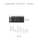 HYPOXIA-INDUCED MITOGENIC FACTOR diagram and image