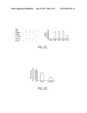 HYPOXIA-INDUCED MITOGENIC FACTOR diagram and image