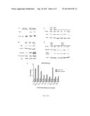 Predicting TGF-beta Therapeutic Responses diagram and image