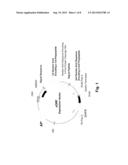 Multiple Gene Expression Including sORF Constructs and Methods with     Polyproteins, Pro-Proteins and Proteolysis diagram and image