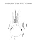 Multiple Gene Expression Including sORF Constructs and Methods with     Polyproteins, Pro-Proteins and Proteolysis diagram and image