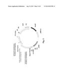 Multiple Gene Expression Including sORF Constructs and Methods with     Polyproteins, Pro-Proteins and Proteolysis diagram and image