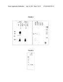 NOVEL CANCER-ASSOCIATED ANTIGEN diagram and image