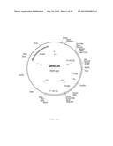 INTERGENIC REGIONS AS INSERTION SITES IN THE GENOME OF MODIFIED VACCINIA     VIRUS ANKARA (MVA) diagram and image