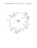 INTERGENIC REGIONS AS INSERTION SITES IN THE GENOME OF MODIFIED VACCINIA     VIRUS ANKARA (MVA) diagram and image