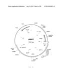 INTERGENIC REGIONS AS INSERTION SITES IN THE GENOME OF MODIFIED VACCINIA     VIRUS ANKARA (MVA) diagram and image