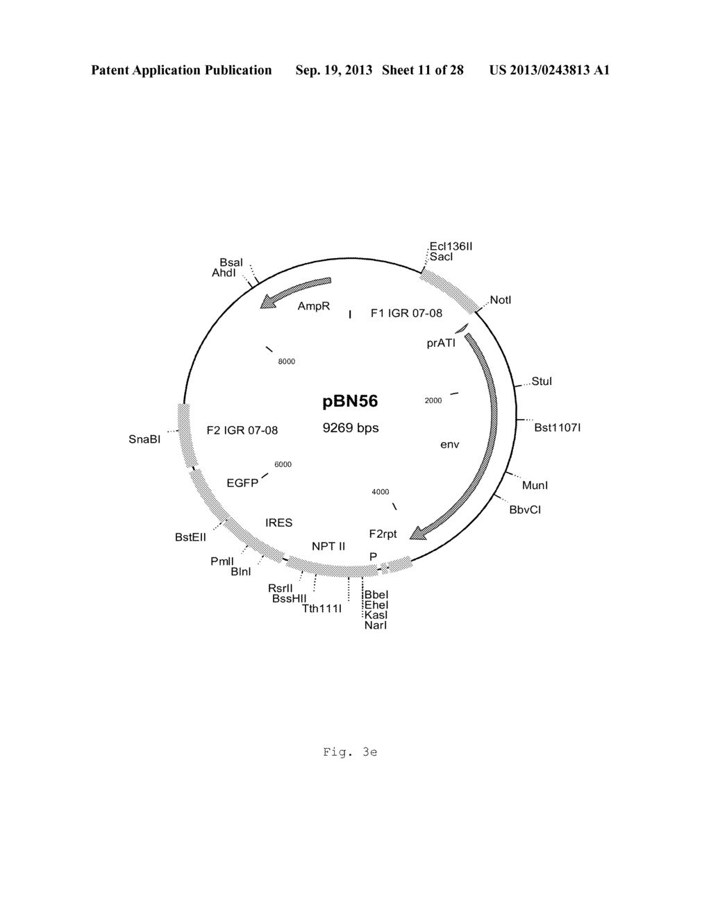 INTERGENIC REGIONS AS INSERTION SITES IN THE GENOME OF MODIFIED VACCINIA     VIRUS ANKARA (MVA) - diagram, schematic, and image 12