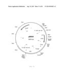 INTERGENIC REGIONS AS INSERTION SITES IN THE GENOME OF MODIFIED VACCINIA     VIRUS ANKARA (MVA) diagram and image