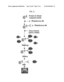 METHOD FOR ISOLATING HEPATITIS A VIRUS OR SPRING VIREMIA OF CARP VIRUS diagram and image