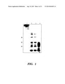 OVEREXPRESSION OF PHYTASE GENES IN YEAST SYSTEMS diagram and image