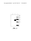 OVEREXPRESSION OF PHYTASE GENES IN YEAST SYSTEMS diagram and image