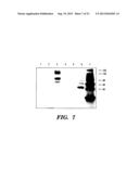 OVEREXPRESSION OF PHYTASE GENES IN YEAST SYSTEMS diagram and image