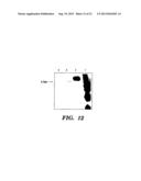 OVEREXPRESSION OF PHYTASE GENES IN YEAST SYSTEMS diagram and image