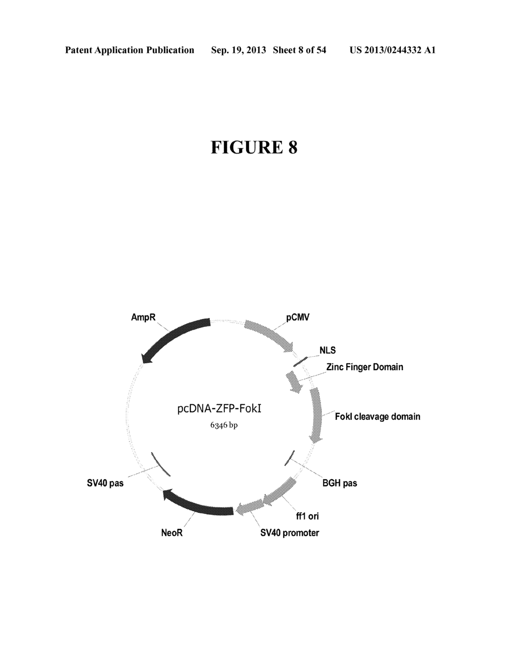 TAREGTED INTEGRATION AND EXPRESSION OF EXOGENOUS NUCLEIC ACID SEQUENCES - diagram, schematic, and image 09