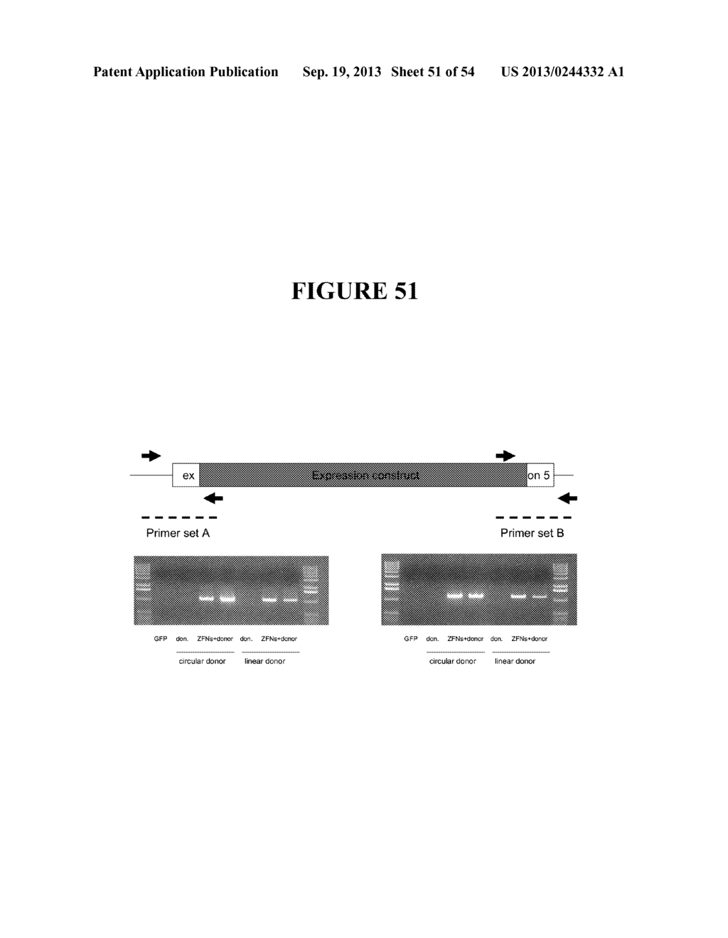 TAREGTED INTEGRATION AND EXPRESSION OF EXOGENOUS NUCLEIC ACID SEQUENCES - diagram, schematic, and image 52