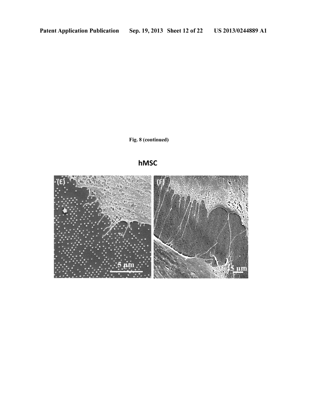 CONSTRUCT FOR PROMOTING ABSORPTION OF MOLECULES BY A CELL AND METHODS OF     USING THE CONSTRUCT - diagram, schematic, and image 13