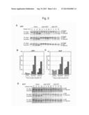 MODULATORS OF ALPHA-SYNUCLEIN TOXICITY diagram and image