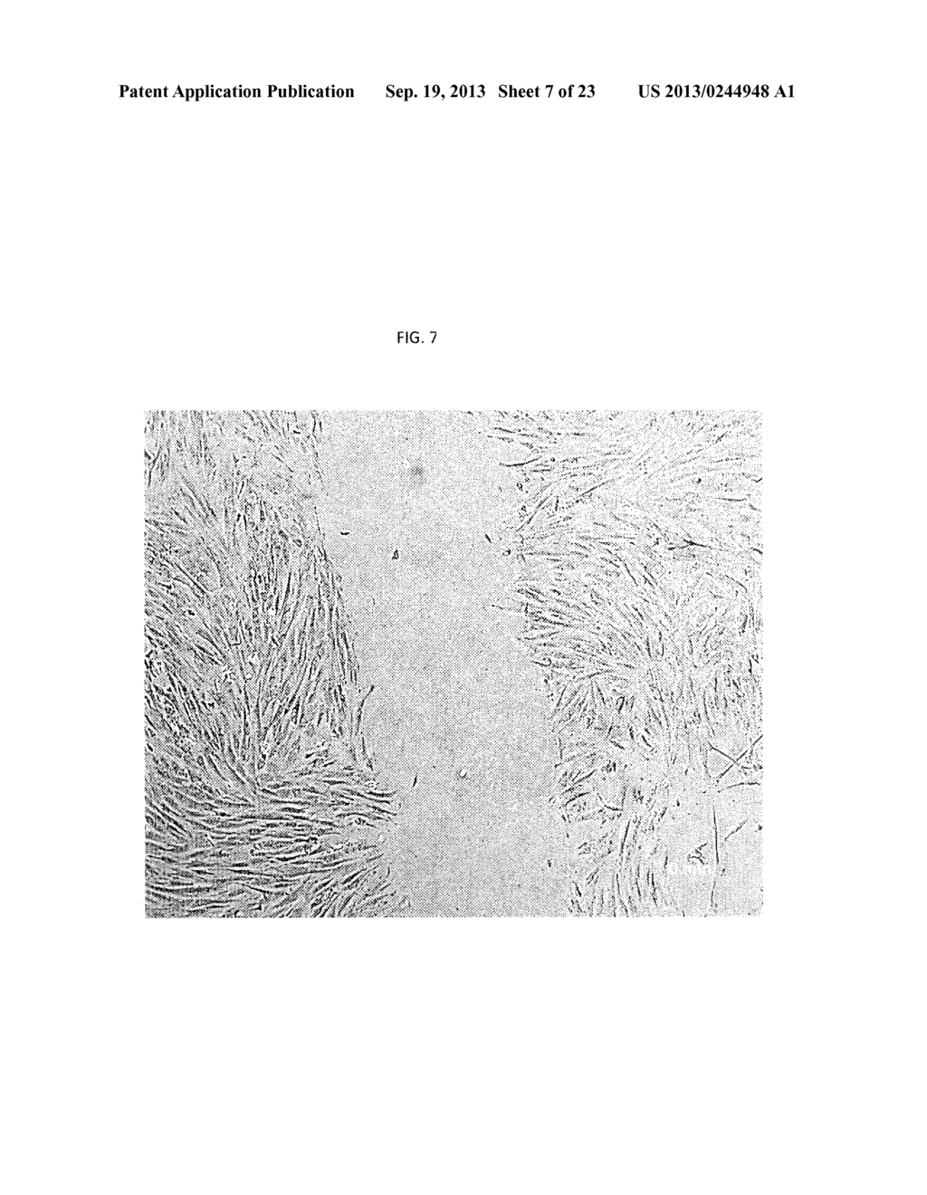 COMPOSITIONS OF CELLS, MEDIA, AND METHODS THEREOF - diagram, schematic, and image 08