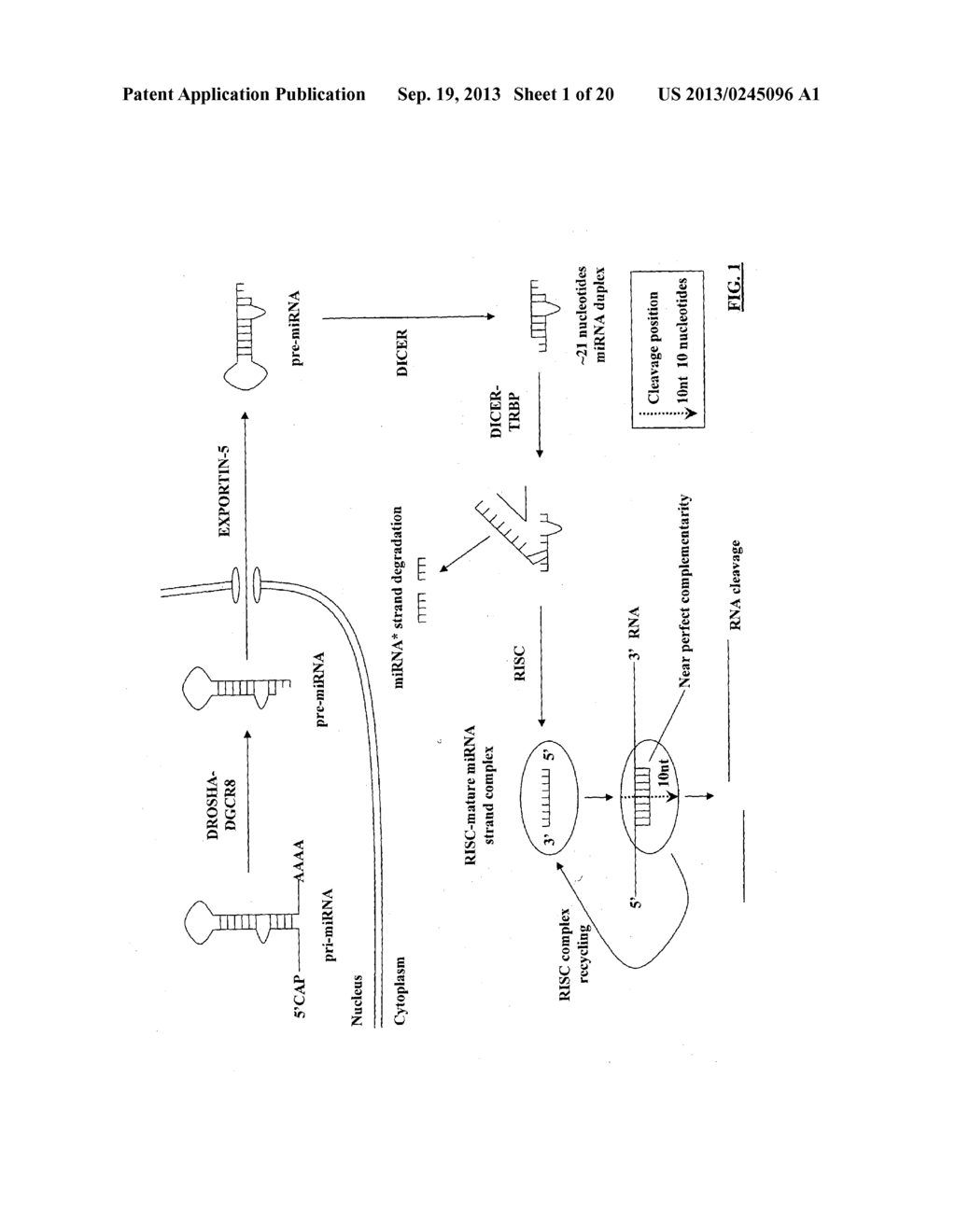 COMPOSITIONS AND METHODS FOR ACTIVATING EXPRESSION BY A SPECIFIC     ENDOGENOUS miRNA - diagram, schematic, and image 02