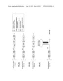 COMPOSITIONS AND METHODS FOR ACTIVATING EXPRESSION BY A SPECIFIC     ENDOGENOUS miRNA diagram and image