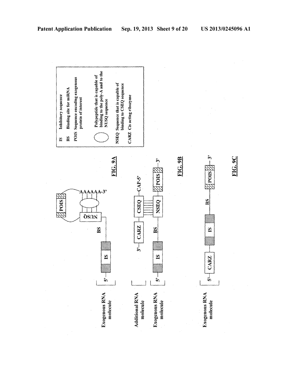 COMPOSITIONS AND METHODS FOR ACTIVATING EXPRESSION BY A SPECIFIC     ENDOGENOUS miRNA - diagram, schematic, and image 10