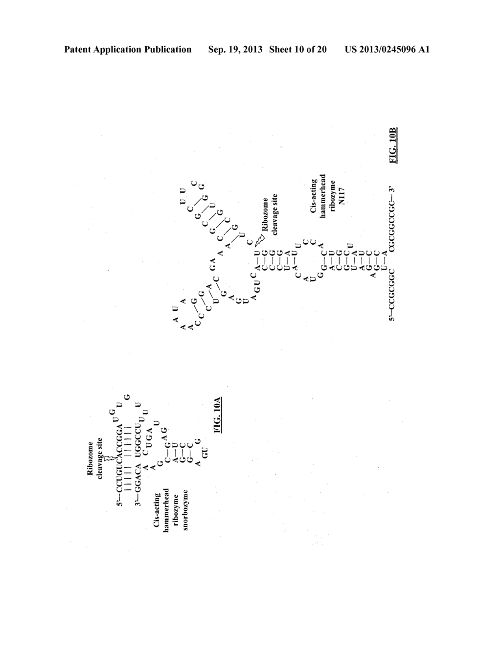 COMPOSITIONS AND METHODS FOR ACTIVATING EXPRESSION BY A SPECIFIC     ENDOGENOUS miRNA - diagram, schematic, and image 11