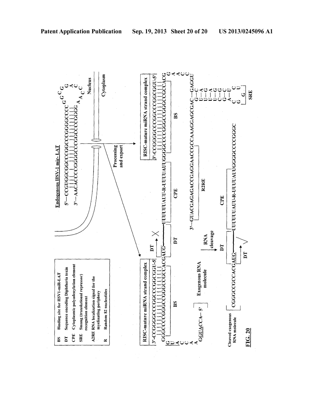 COMPOSITIONS AND METHODS FOR ACTIVATING EXPRESSION BY A SPECIFIC     ENDOGENOUS miRNA - diagram, schematic, and image 21