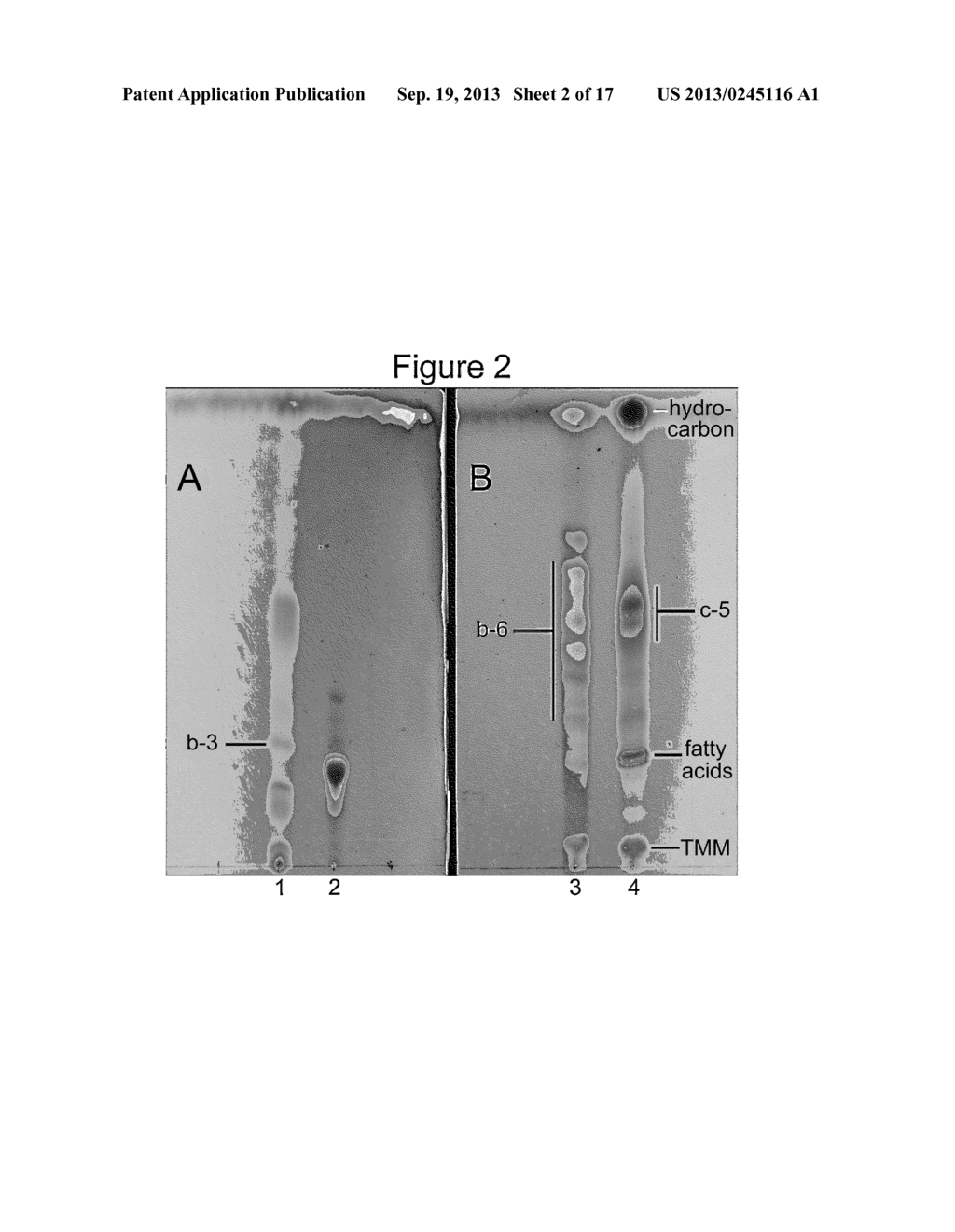 COMPOSITIONS AND METHODS FOR THE DISRUPTION OF MYCOBACTERIUM BIOFILM - diagram, schematic, and image 03