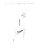 Analysis of Ubiquitinated Polypeptides diagram and image