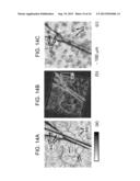 CONFOCAL PHOTOACOUSTIC MICROSCOPY WITH OPTICAL LATERAL RESOLUTION diagram and image