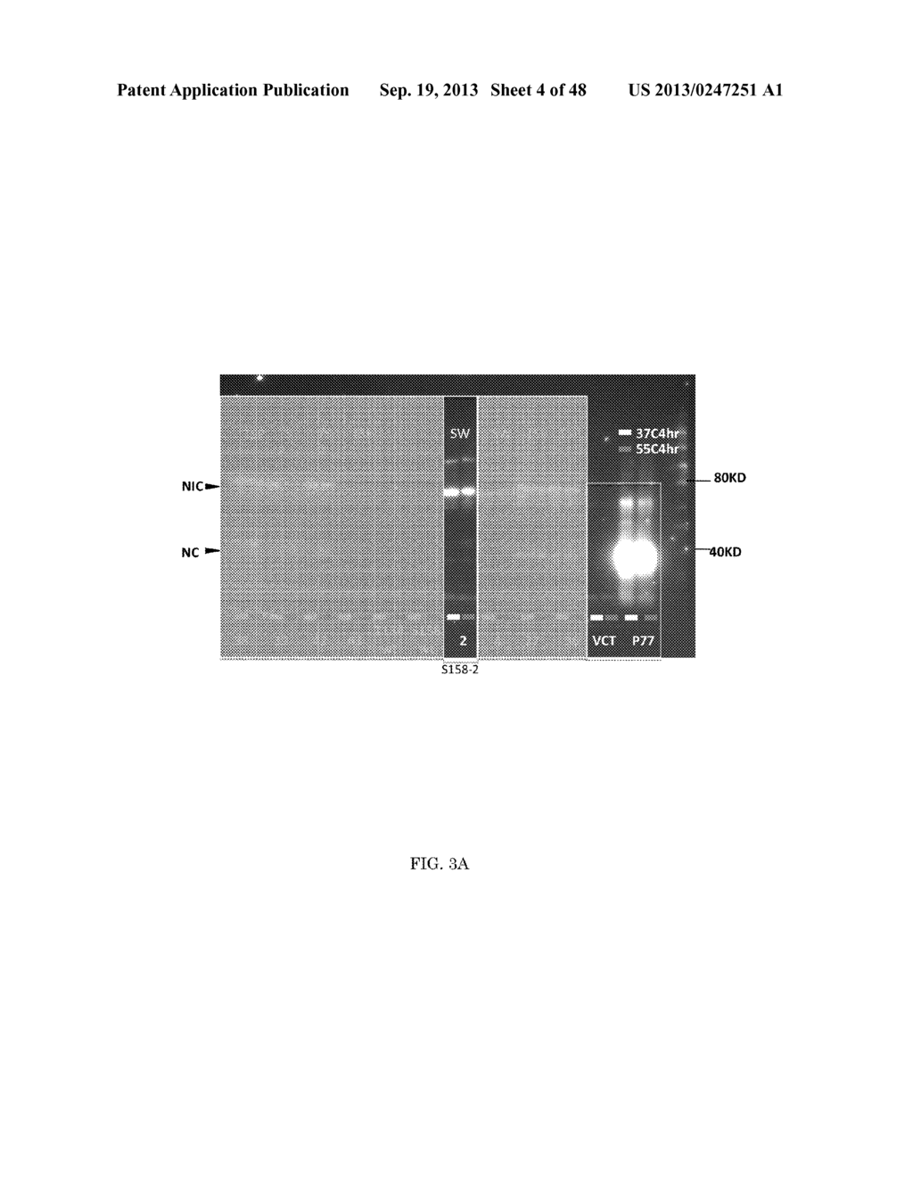 INTEIN-MODIFIED ENZYMES, THEIR PRODUCTION AND INDUSTRIAL APPLICATION - diagram, schematic, and image 05