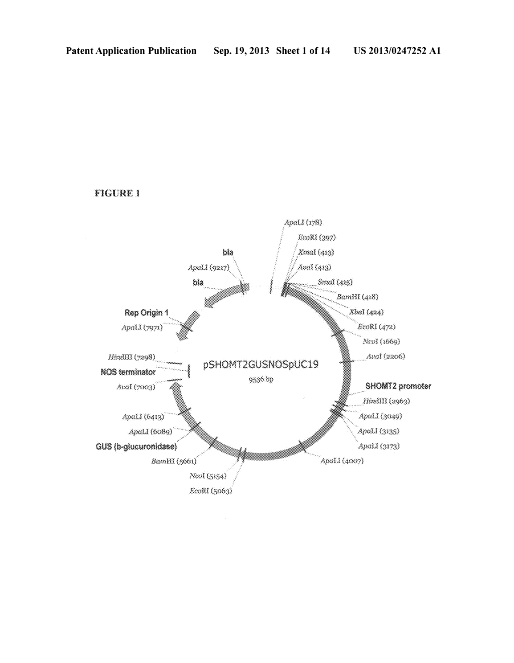 COMPOSITIONS, ORGANISMS, SYSTEMS, AND METHODS FOR EXPRESSING A GENE     PRODUCT IN PLANTS - diagram, schematic, and image 02