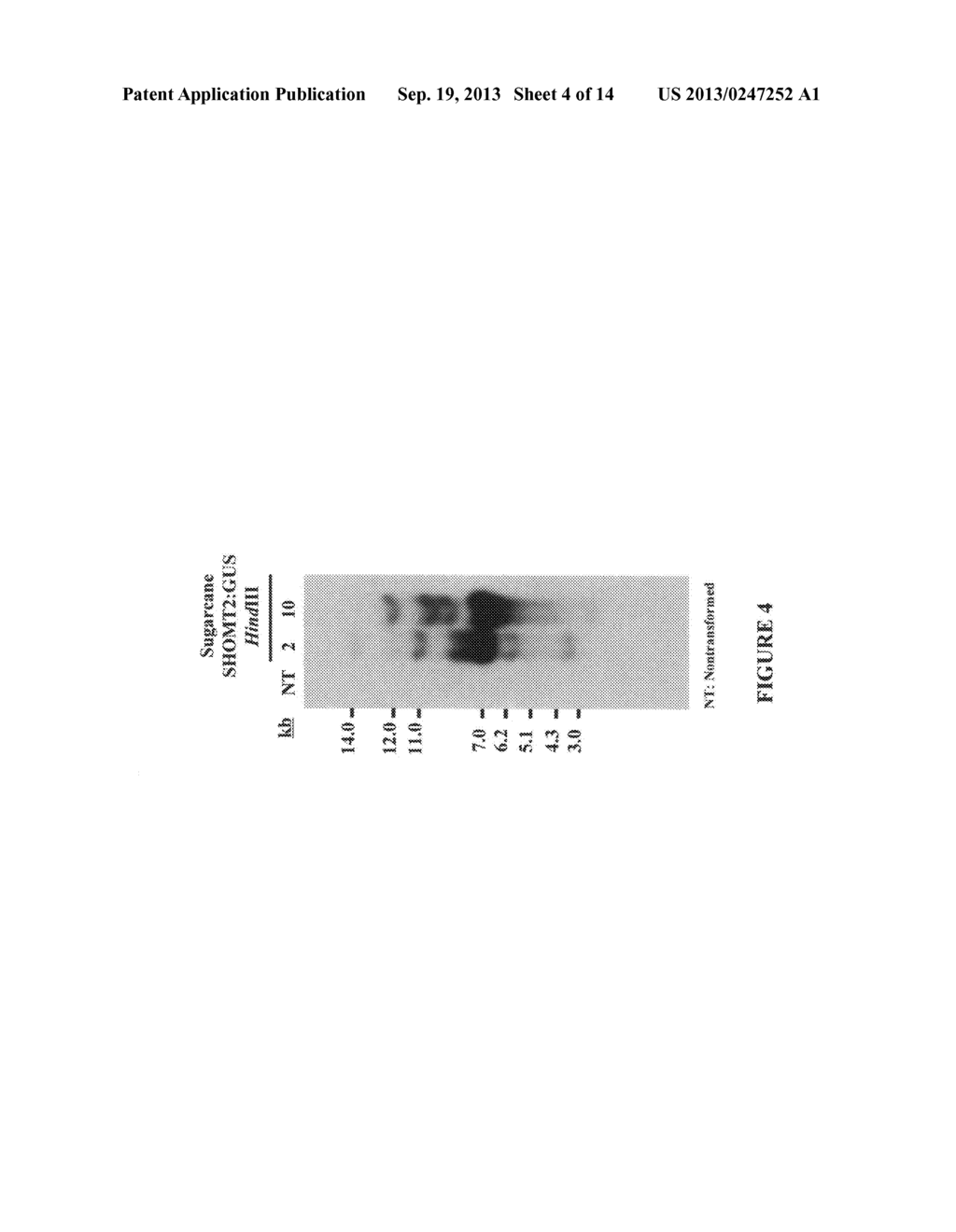 COMPOSITIONS, ORGANISMS, SYSTEMS, AND METHODS FOR EXPRESSING A GENE     PRODUCT IN PLANTS - diagram, schematic, and image 05