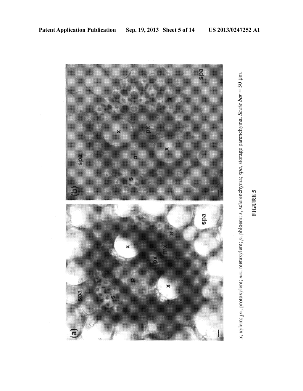 COMPOSITIONS, ORGANISMS, SYSTEMS, AND METHODS FOR EXPRESSING A GENE     PRODUCT IN PLANTS - diagram, schematic, and image 06