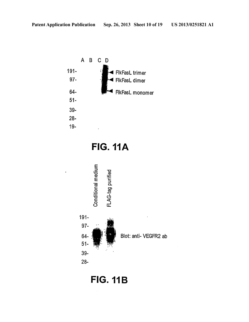 VEGF-ACTIVATED FAS LIGANDS - diagram, schematic, and image 11