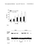 Use of Extracts or Materials Extracted From Piper Cubeba L. as an     Effective Component in a Drug for the Treatment of Cancer Diseases diagram and image