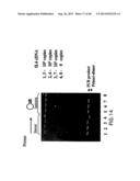 Primers and Methods for the Detection and Discrimination of Nucleic Acids diagram and image