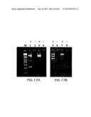 Primers and Methods for the Detection and Discrimination of Nucleic Acids diagram and image